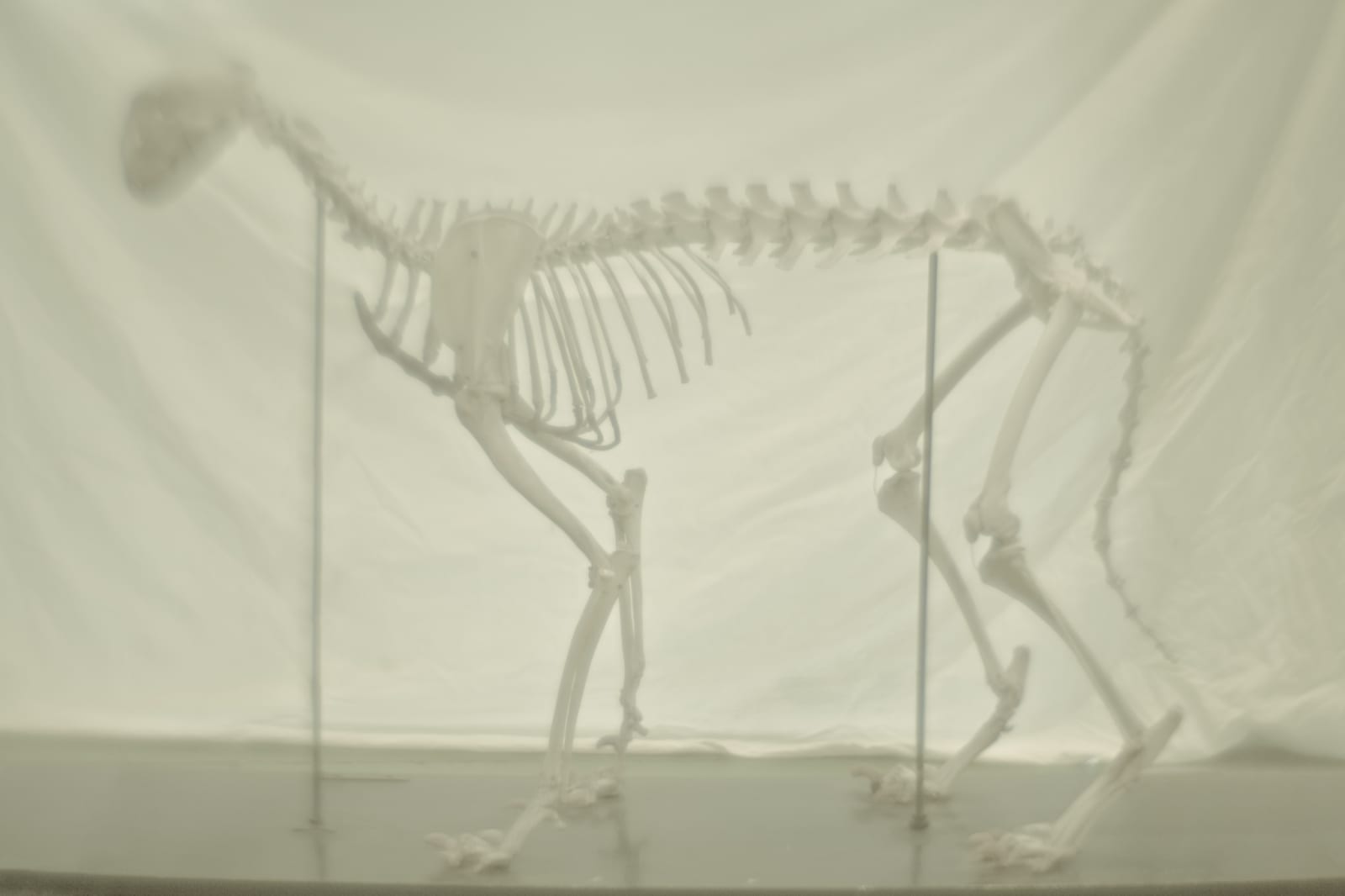 Daniel Malva, Acinonyx jubatus, 2013