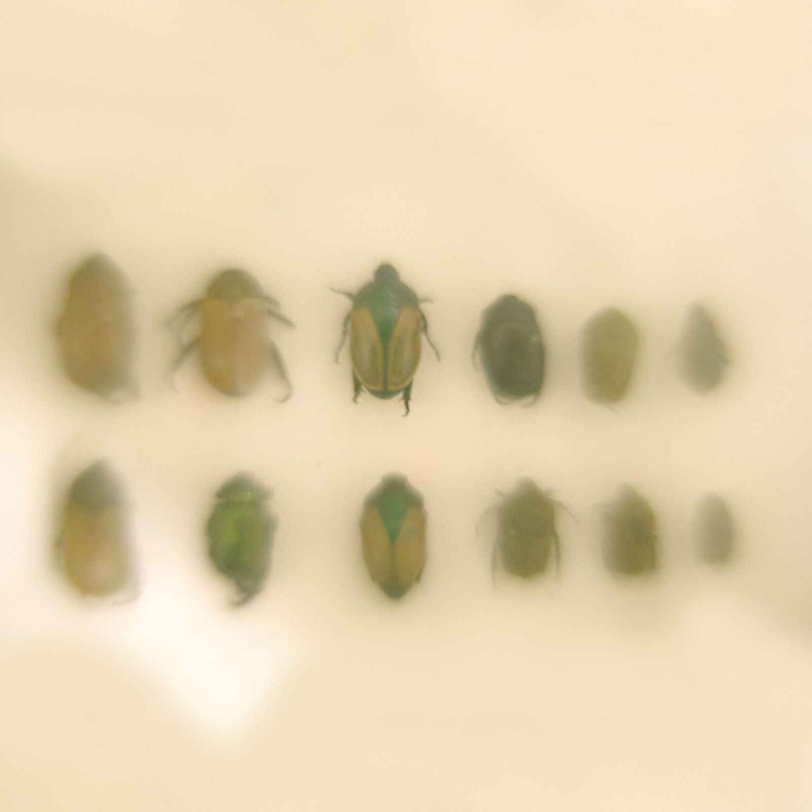 Daniel Malva, Chrysomelidae, 2010