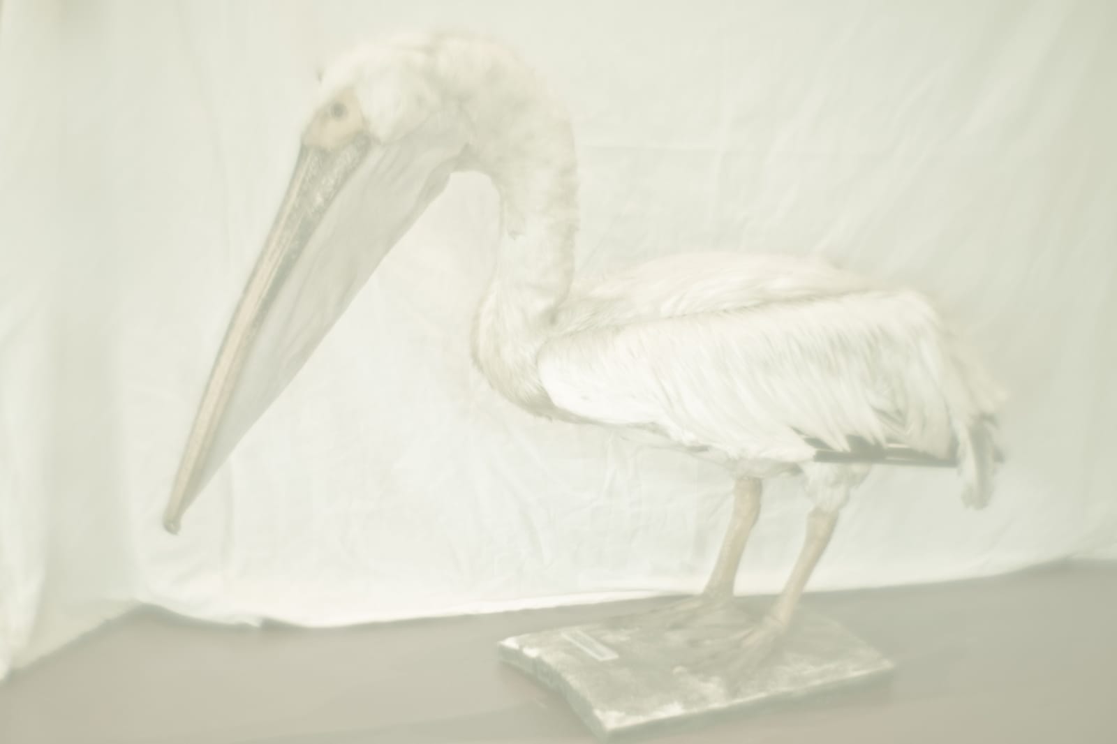 Daniel Malva, Pelecanus conspicillatus, 2010