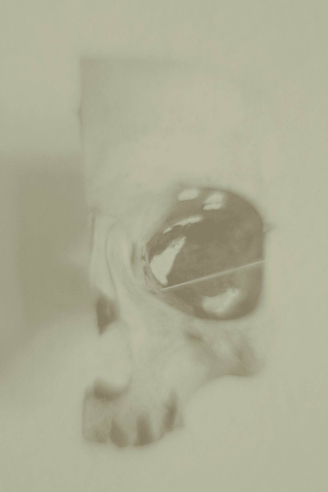 Daniel Malva, Homo sapiens: cranium, 2009