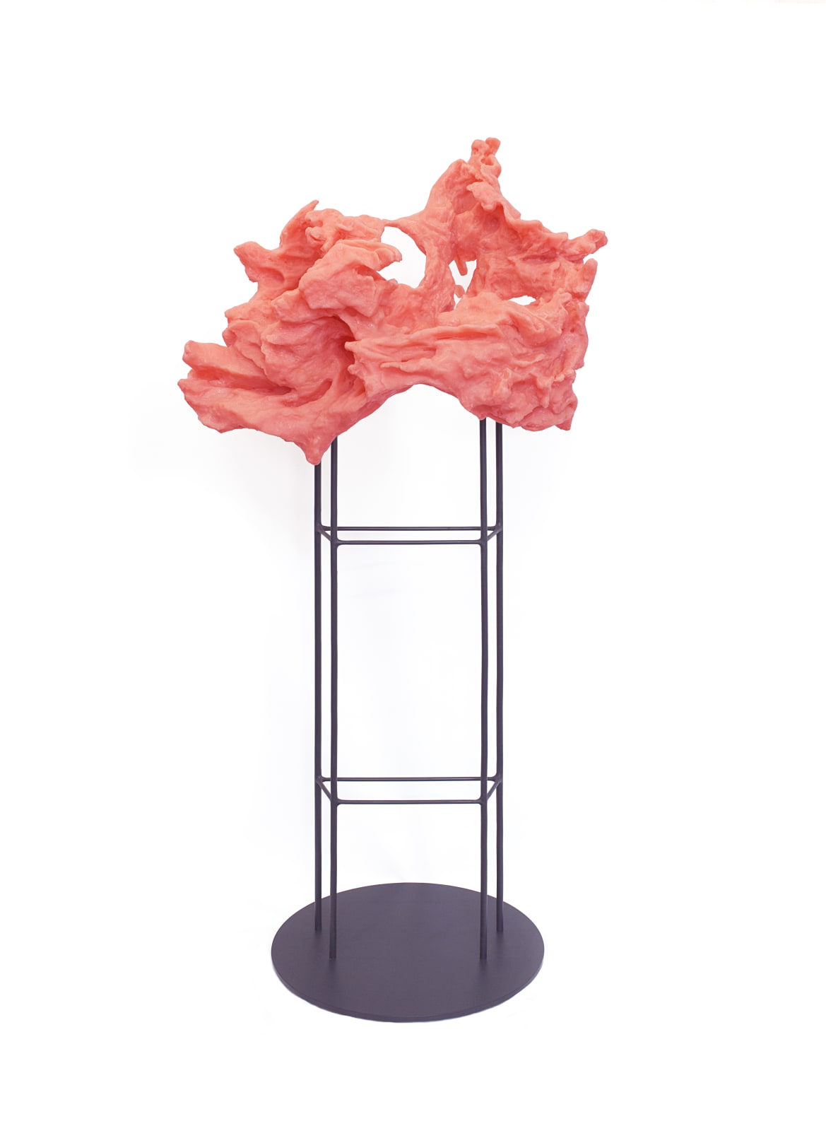 Katja Larsson, Companion Species I , 2017