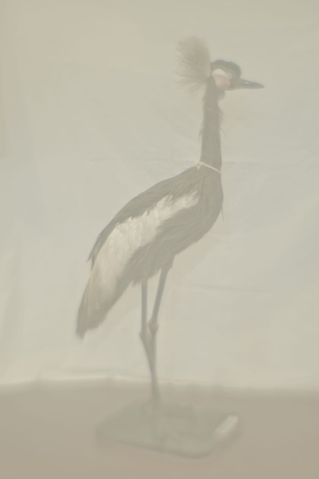 Daniel Malva, Balearica pavonina, 2010