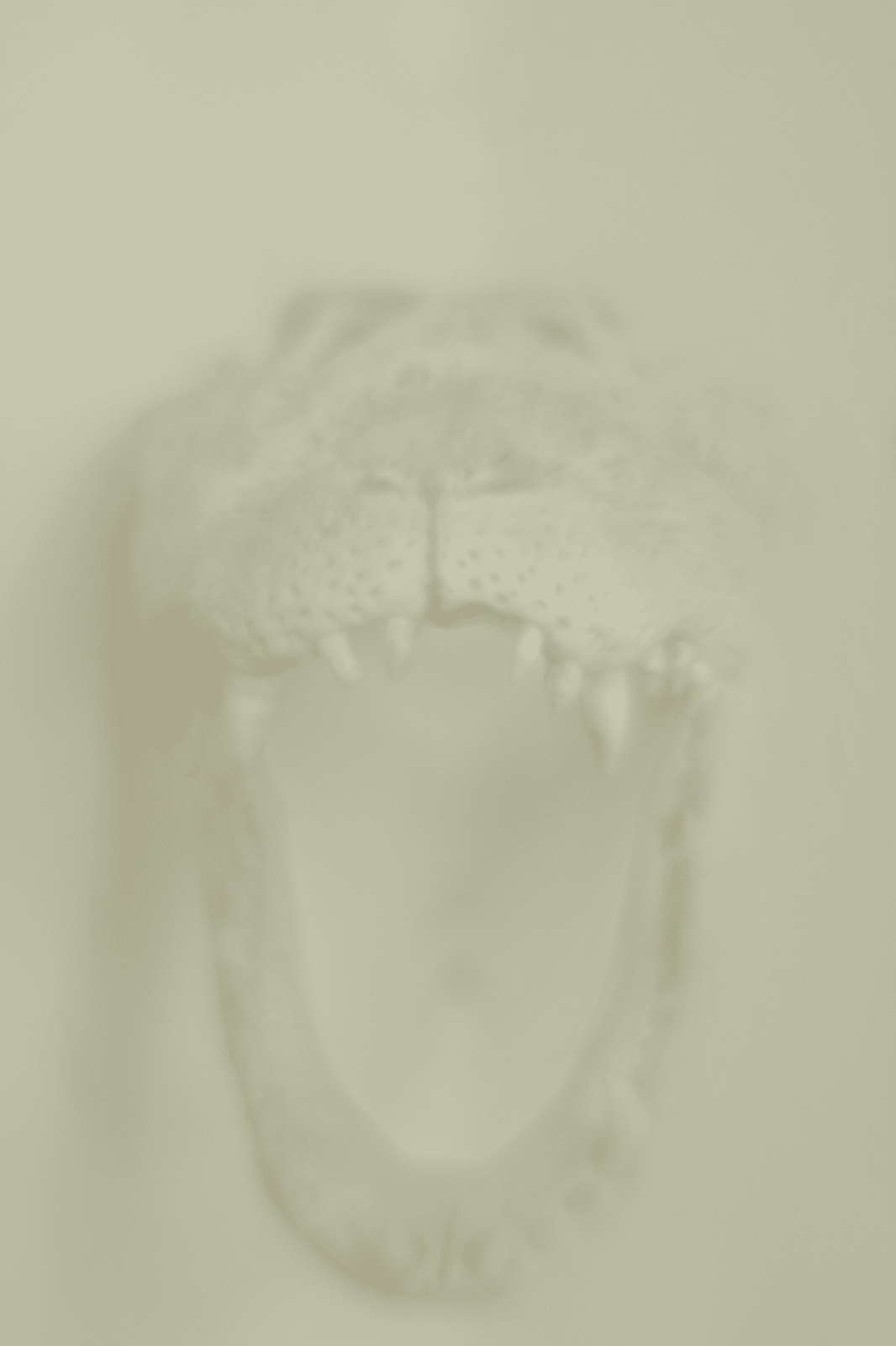 Daniel Malva, Caiman latirostris, 2009