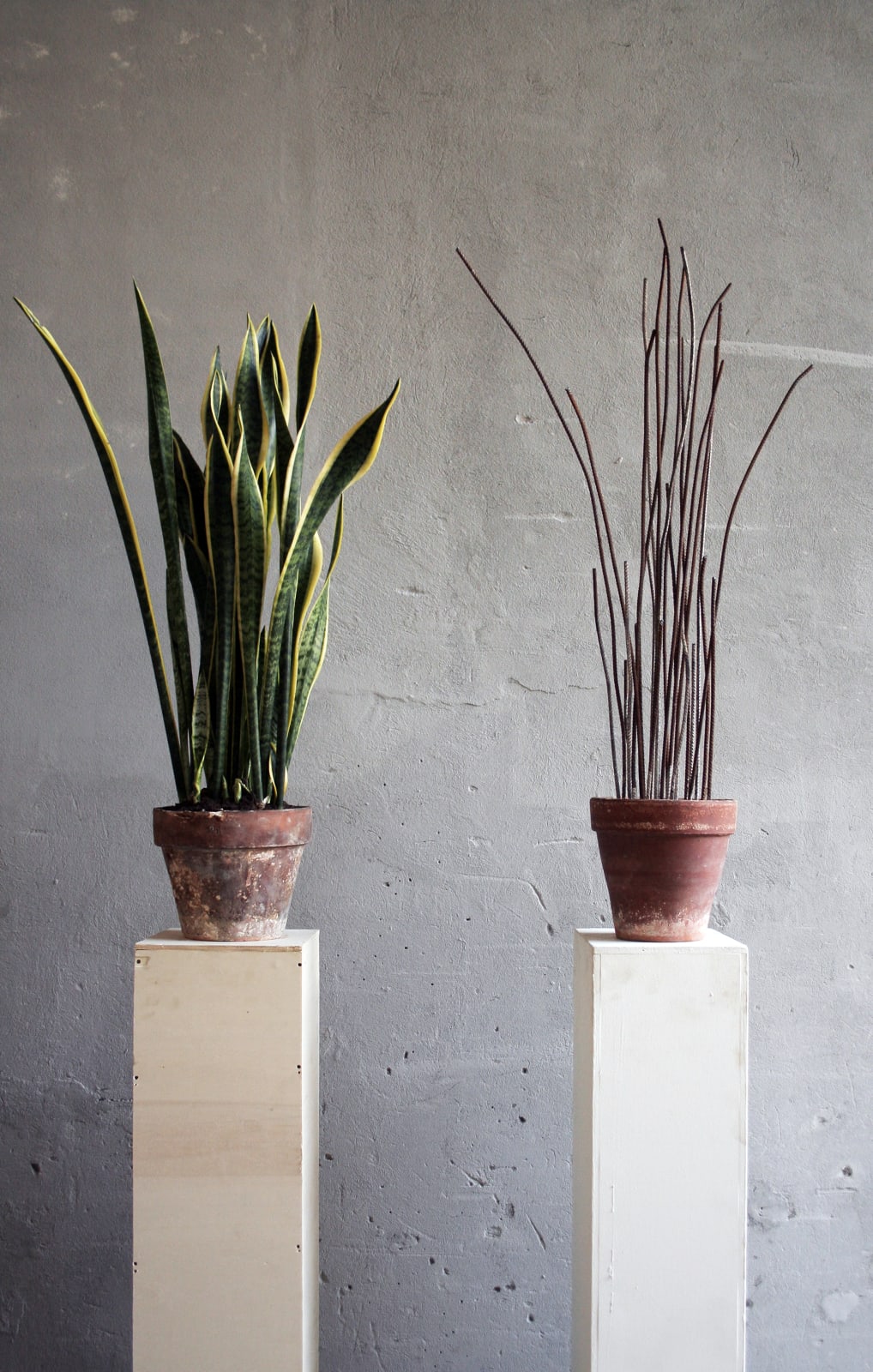 Andrea Francolino, A-Biotic vegetable, 2015