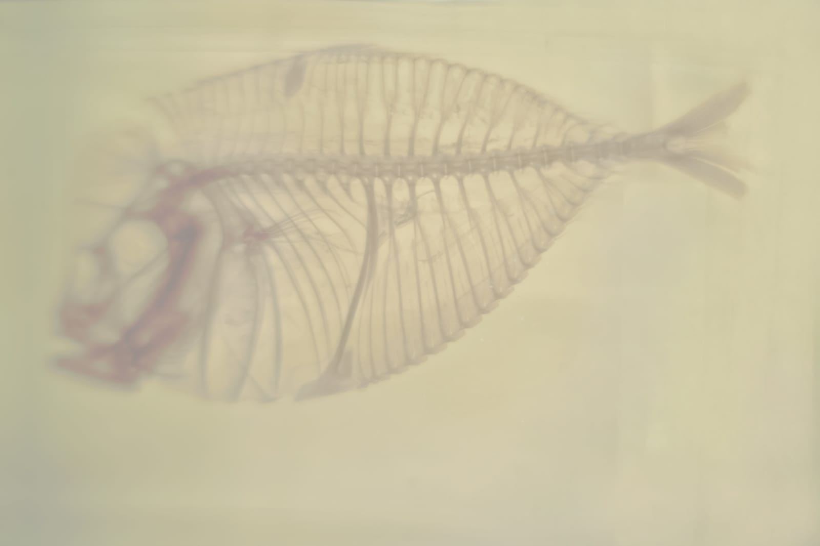 Daniel Malva, Serrasalmus nattereri, 2013