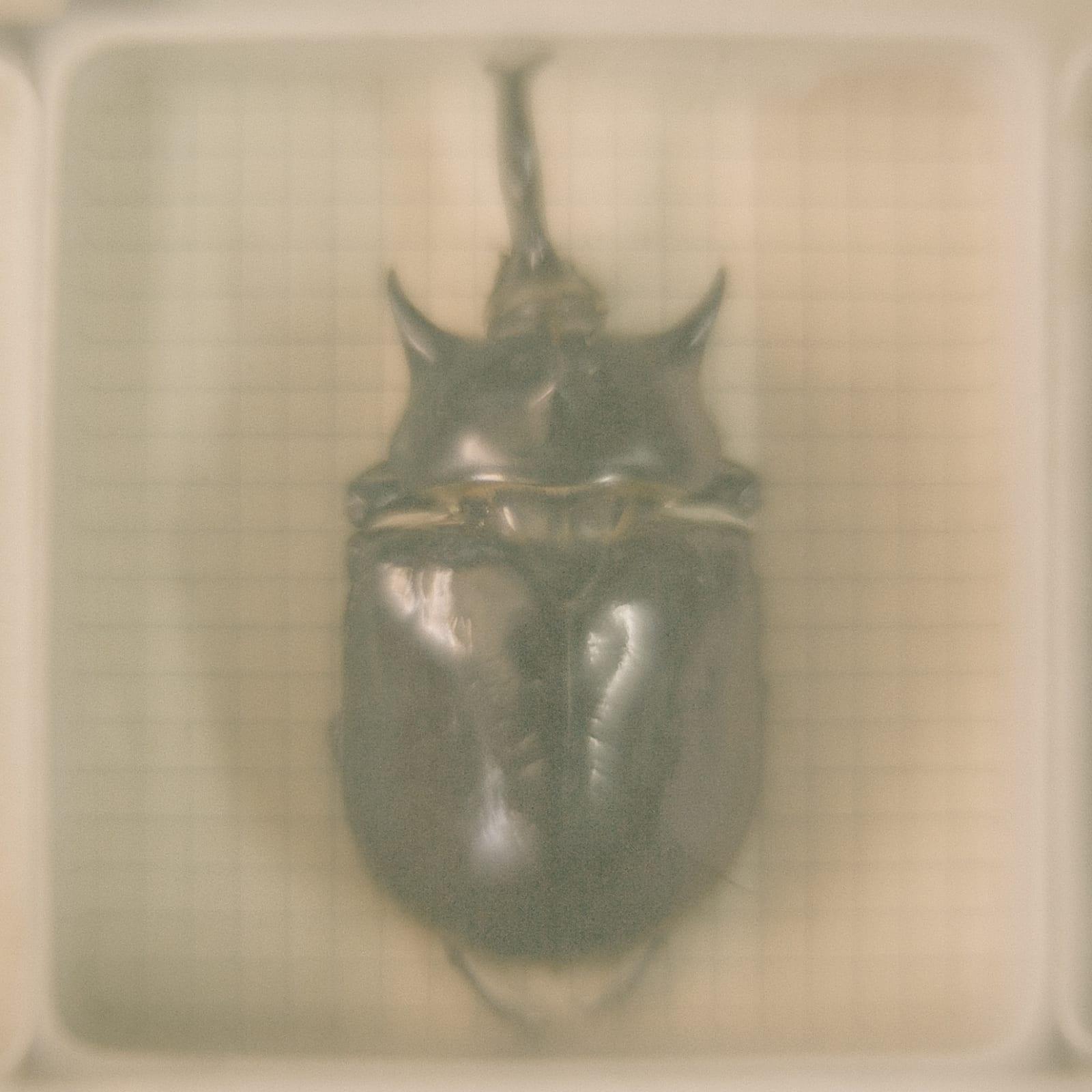 Daniel Malva, Dynastes hercules, 2009