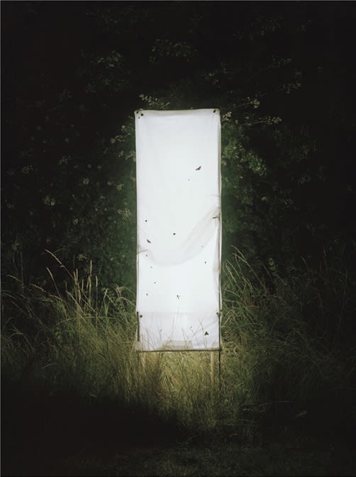 Alison Stolwood, Light Trap (Fluorescent), 2010