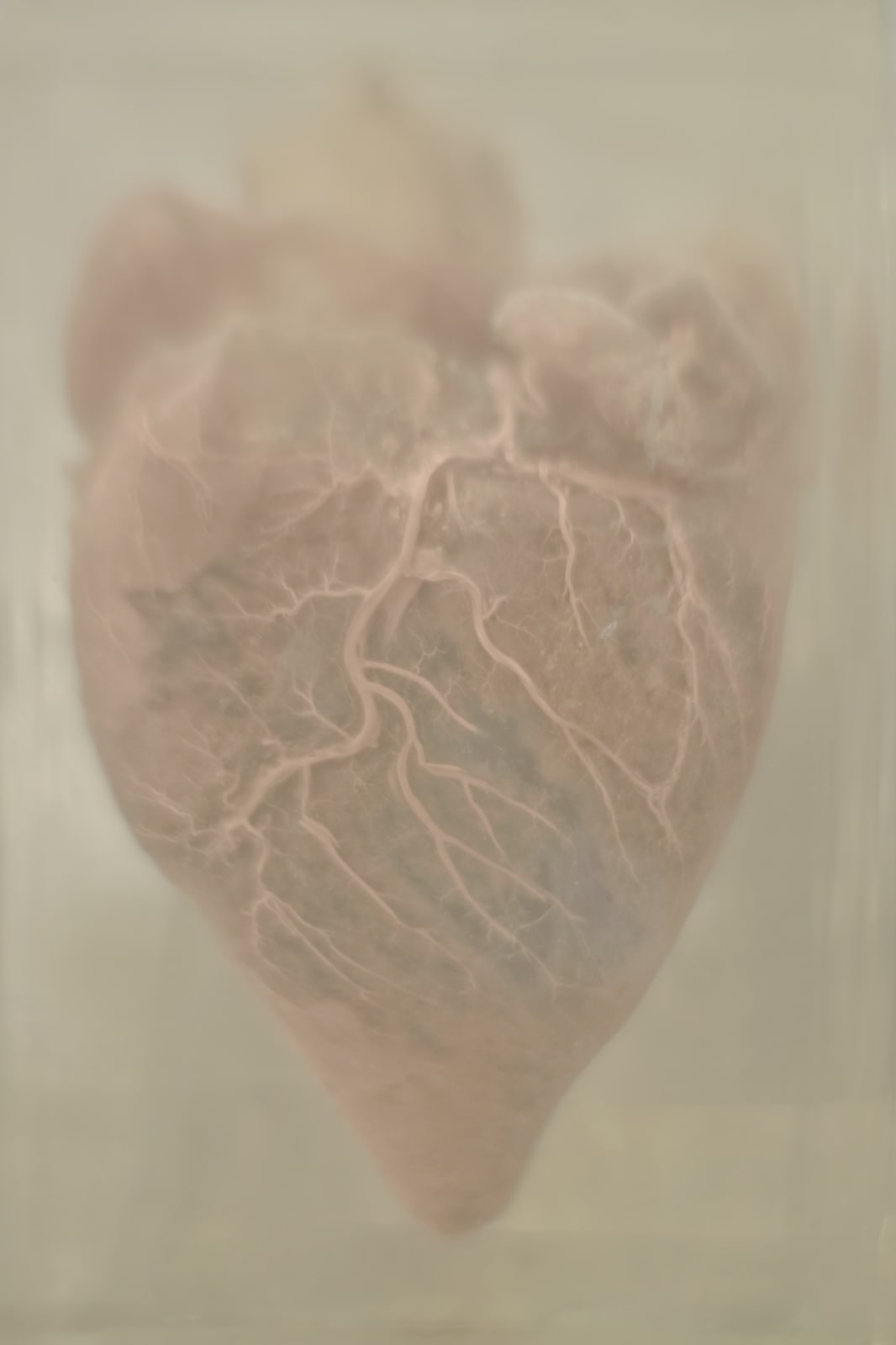 Daniel Malva, Equus caballus: cor, 2010