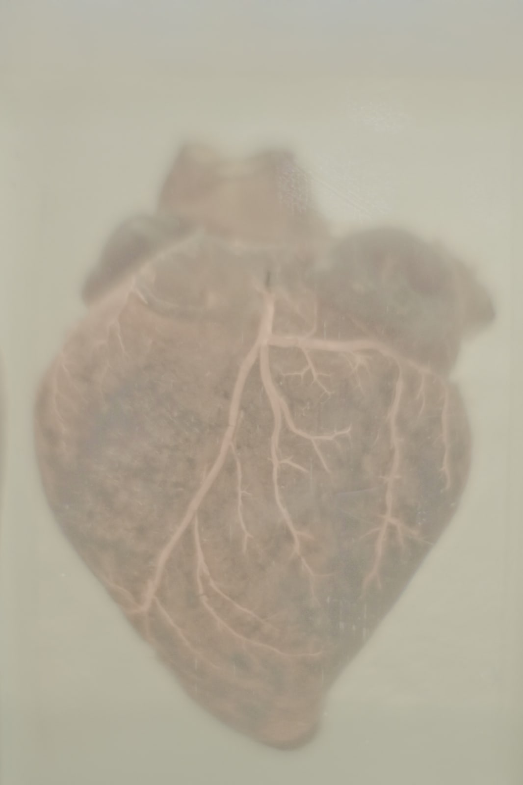 Daniel Malva, Chrysocyon brachyurus: cor, 2010