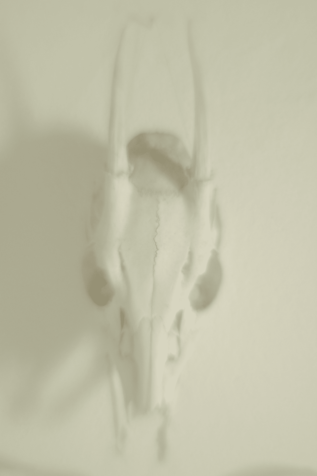 Daniel Malva, Ozotocerus bezoarticus, 2009