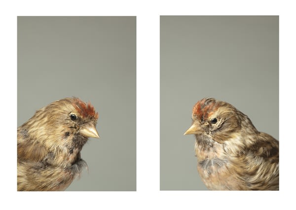 Alison Stolwood, Linnet, 2014