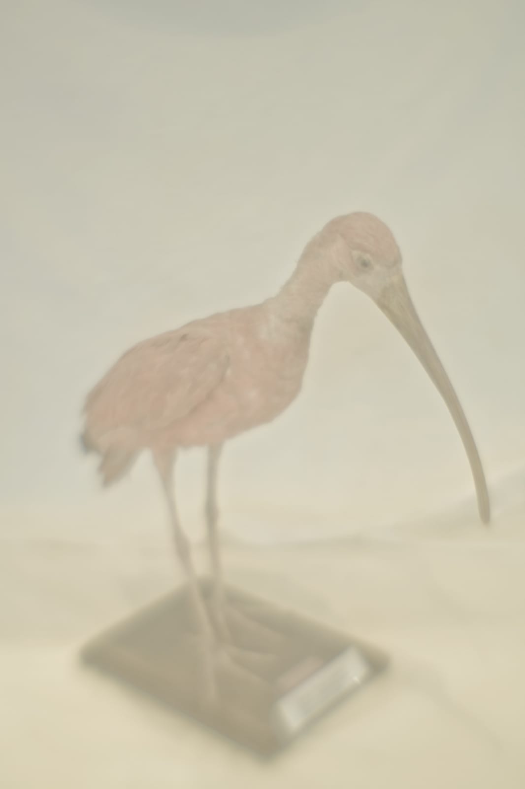Daniel Malva, Eudocimus ruber, 2010