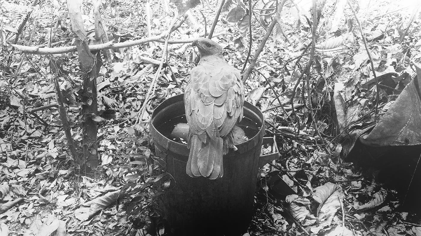 Robert Zhao Renhui, An Eagle Returns, Day 322, 2020