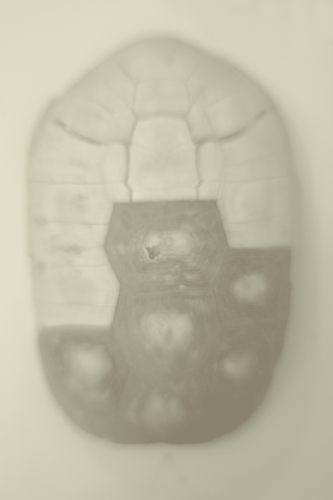 Daniel Malva, Gerochelone carbonaria, 2009
