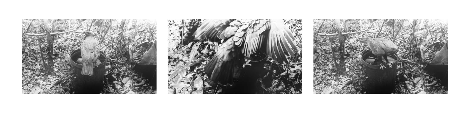 Robert Zhao Renhui, An Eagle Returns, Day 322, 2020