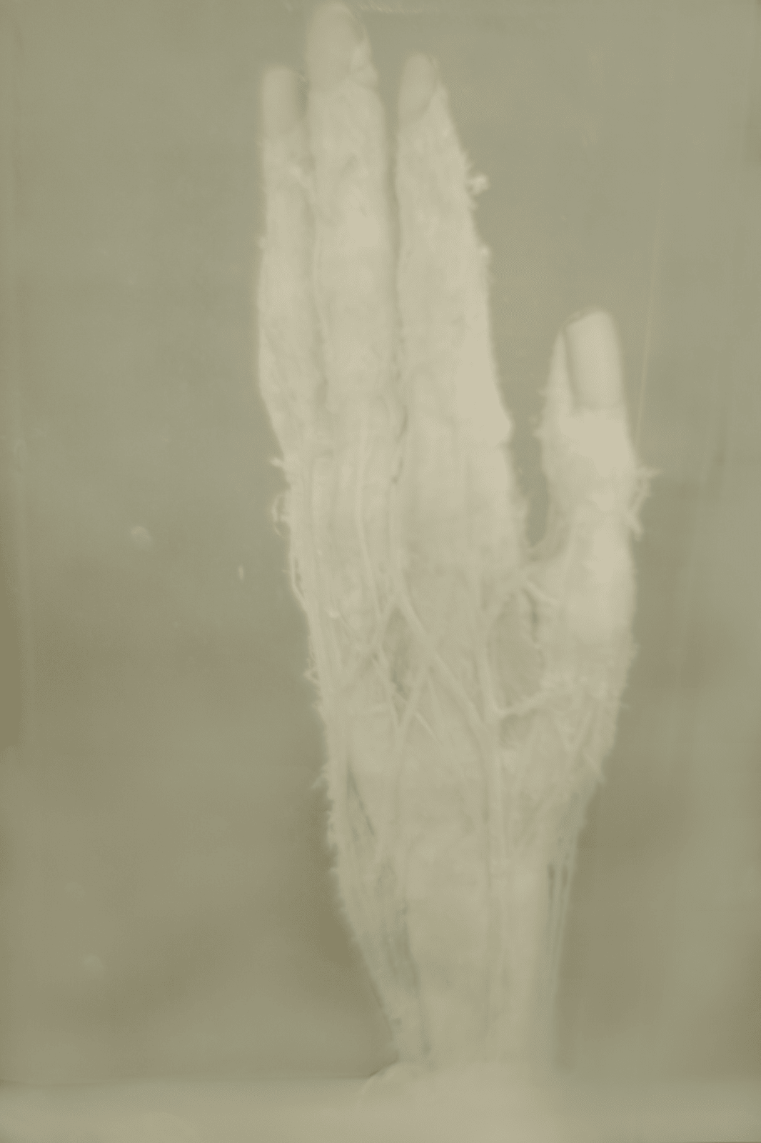 Daniel Malva, Homo sapiens: quirodáctilo, 2009