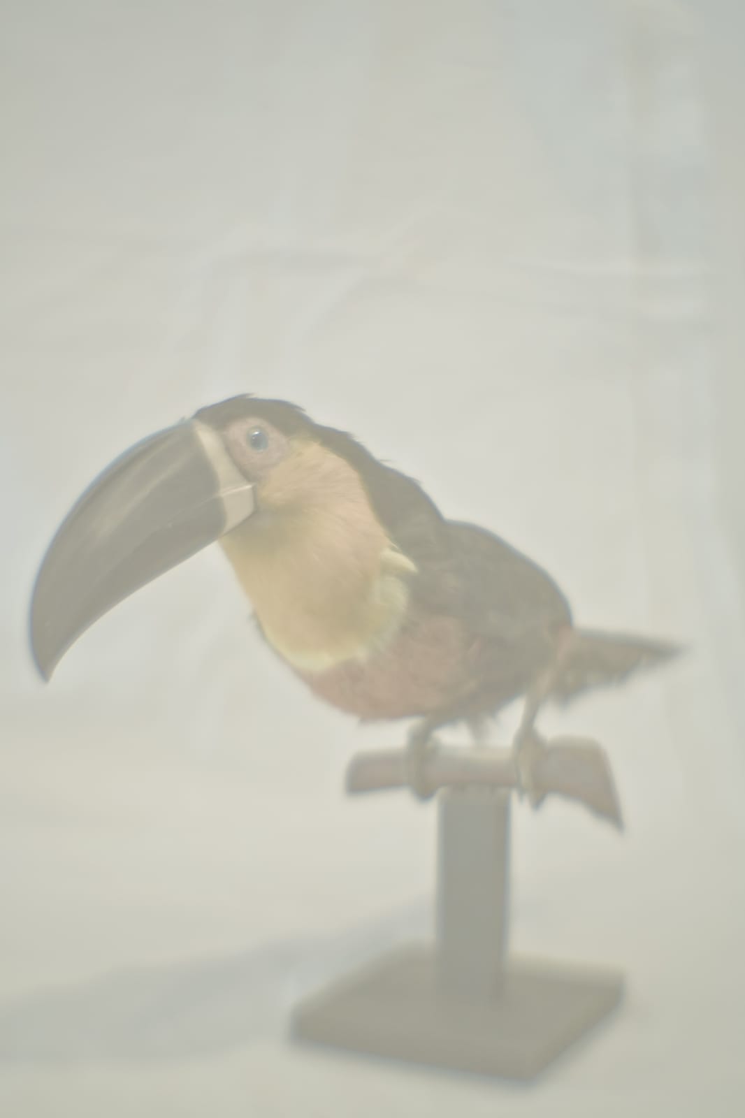 Daniel Malva, Ramphastus dicolorus, 2010