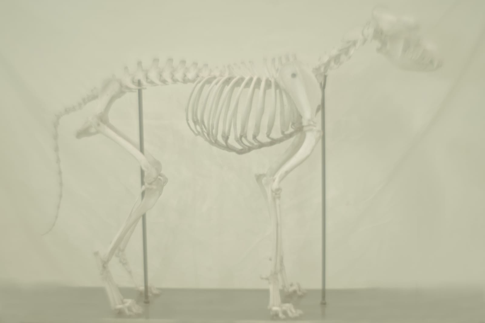 Daniel Malva, Canis lupus familiaris, 2009