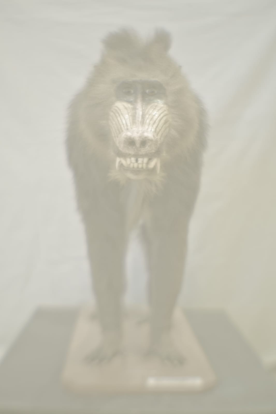 Daniel Malva, Madrillus sphinx, 2013
