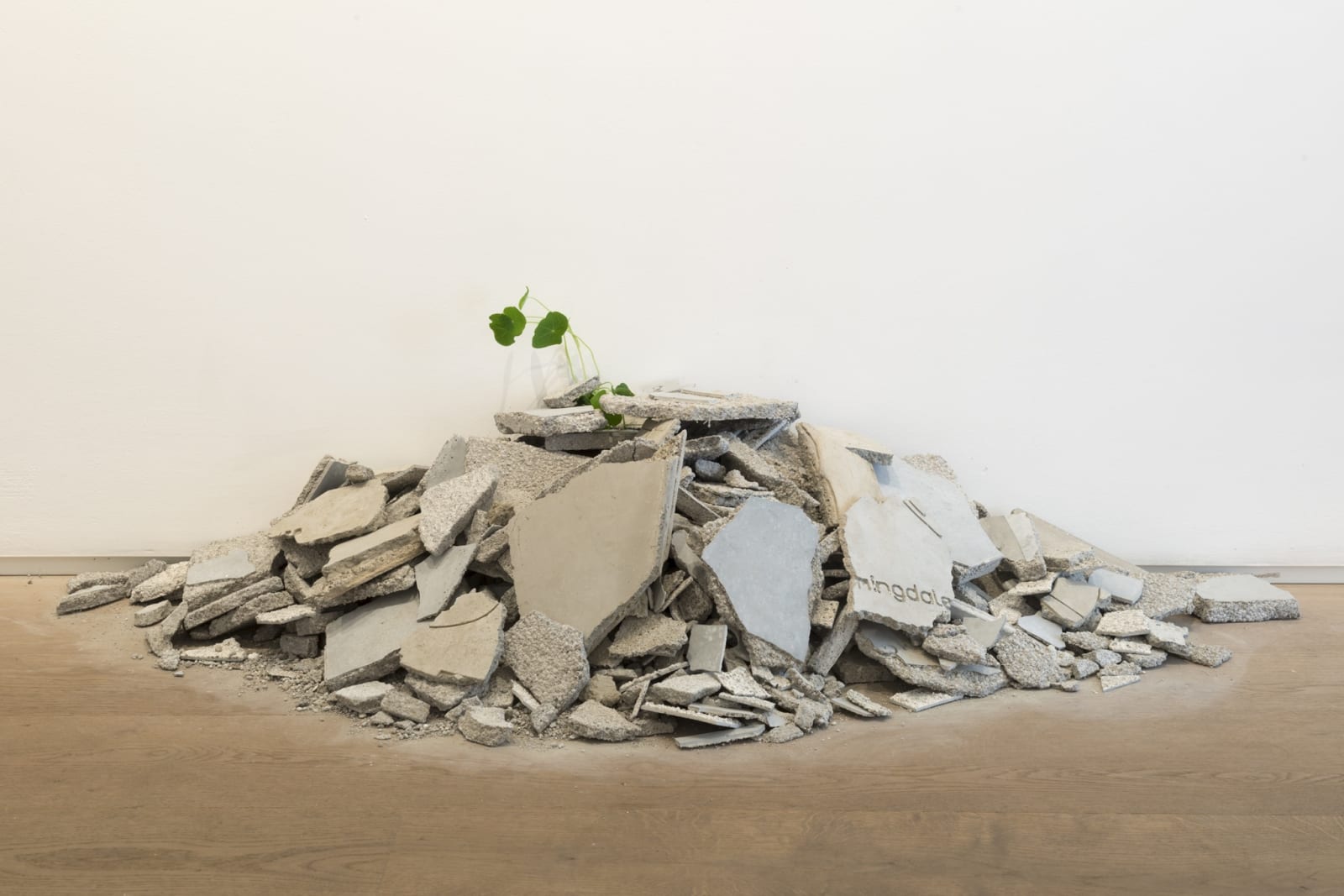 Andrea Francolino, Performance of a Plant, 2014