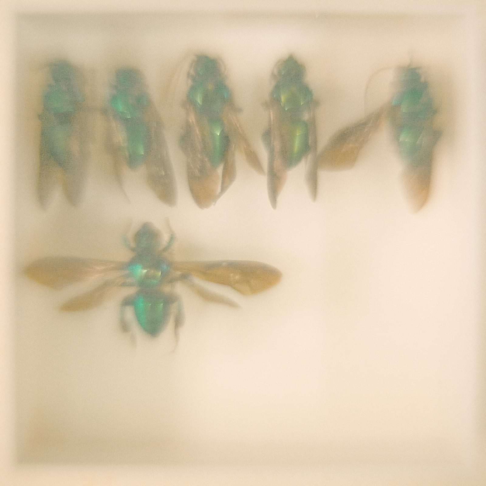 Daniel Malva, Exaerete frontalis, 2009