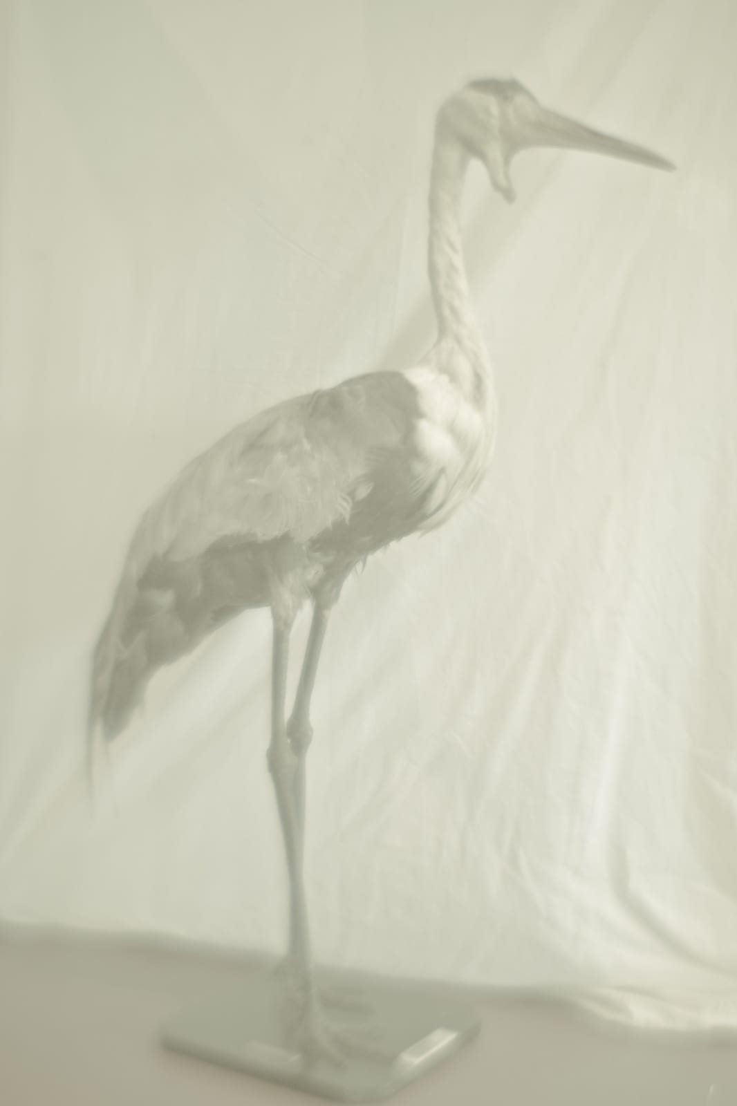 Daniel Malva, Ciconia boyciana, 2009