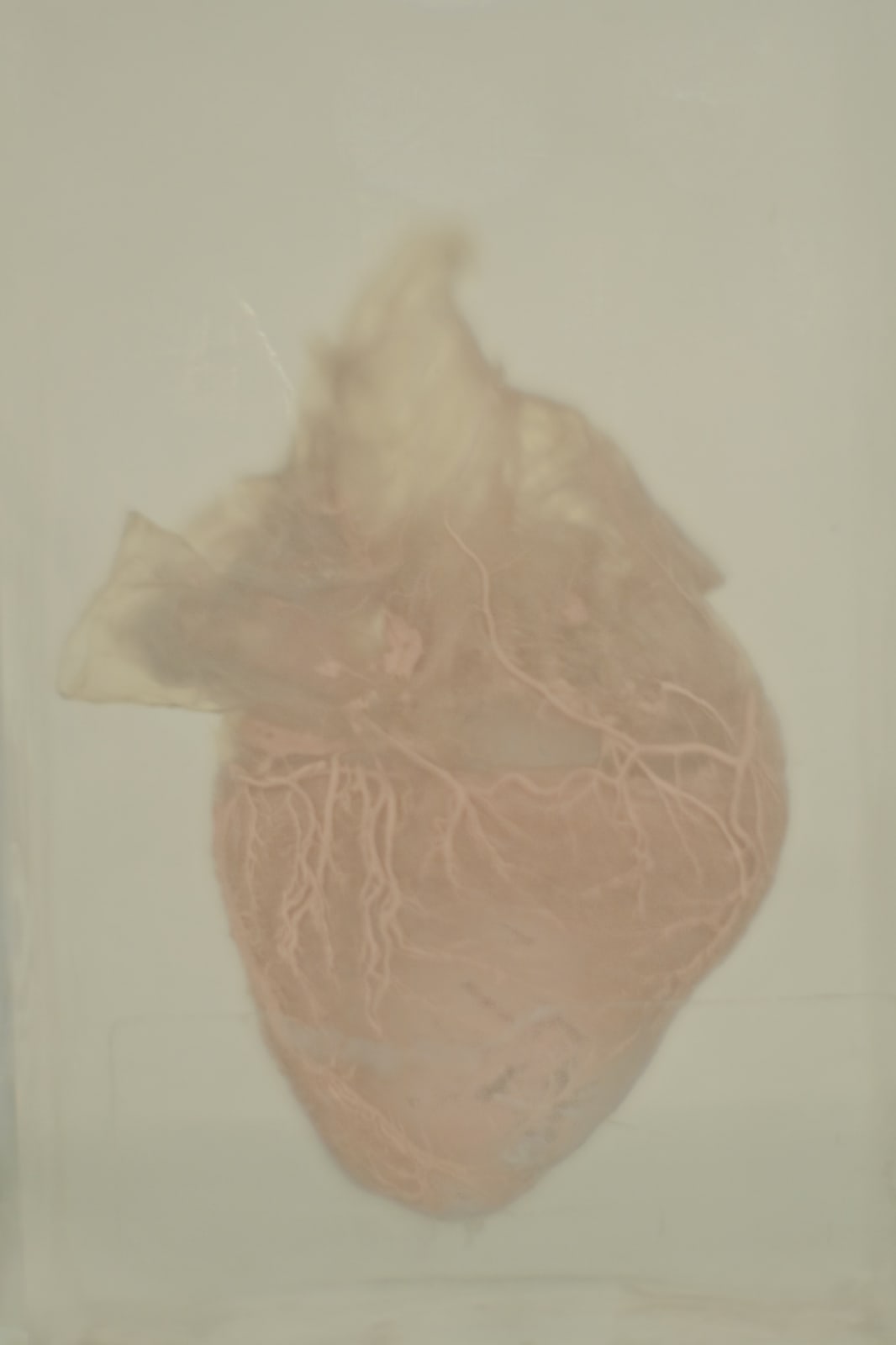 Daniel Malva, Canis lupus familiaris: cor, 2010