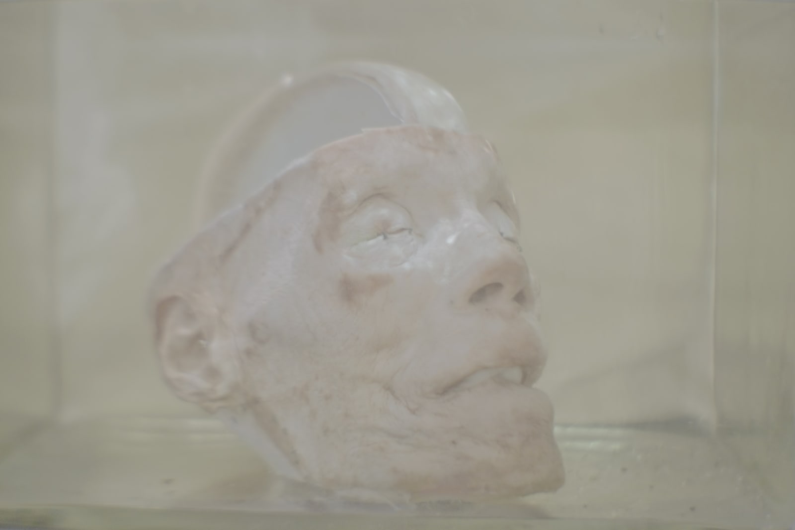 Daniel Malva, Homo sapiens: rostrum, 2013