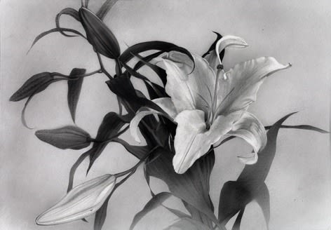 Atsushi Suwa 諏訪敦, Oriental Hybrid Lily 《東方百合》, 2015