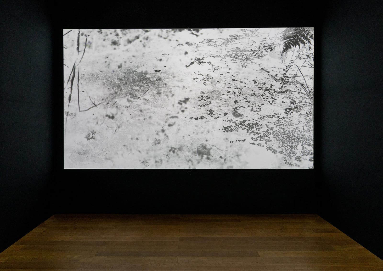 Yulia Mahr, Site (I), 2024