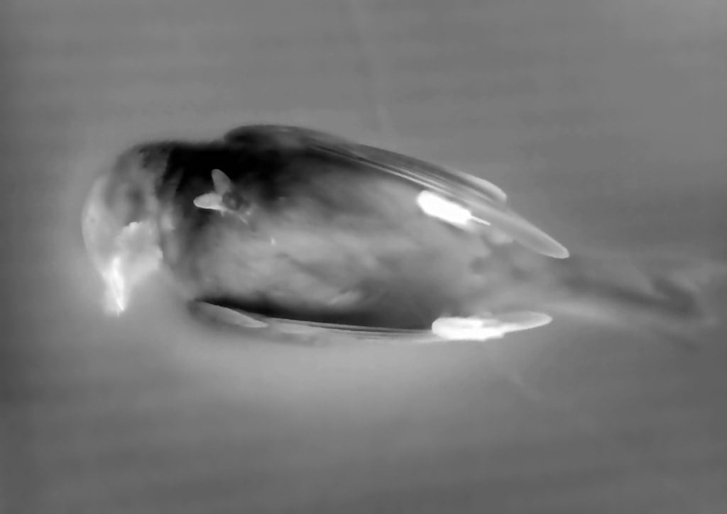 Yulia Mahr, About a Bird (I), 2024