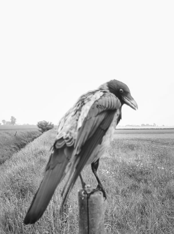 Stephen Gill, The Pillar, 2015 - 2019