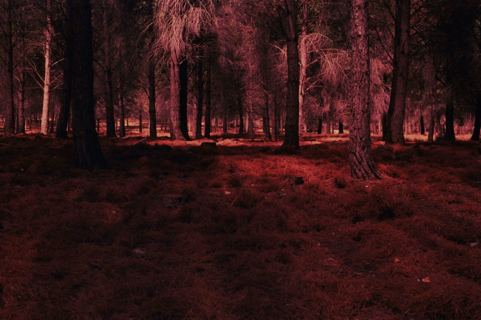 Rafael Y. Herman, Artificialis revera, 2010/2018