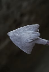 Elsa Guillaume, Flèches Lesson I, 2021