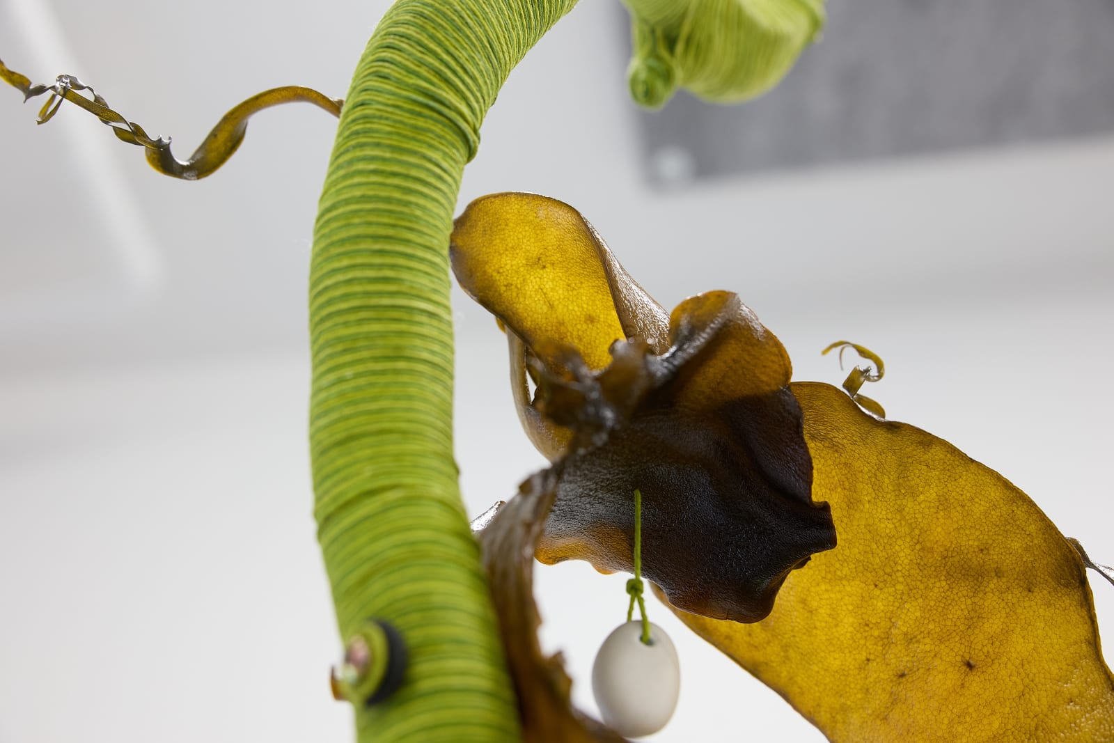 Heidi Brickell, Safe euphoric ara with Hine Kōrako, 2025