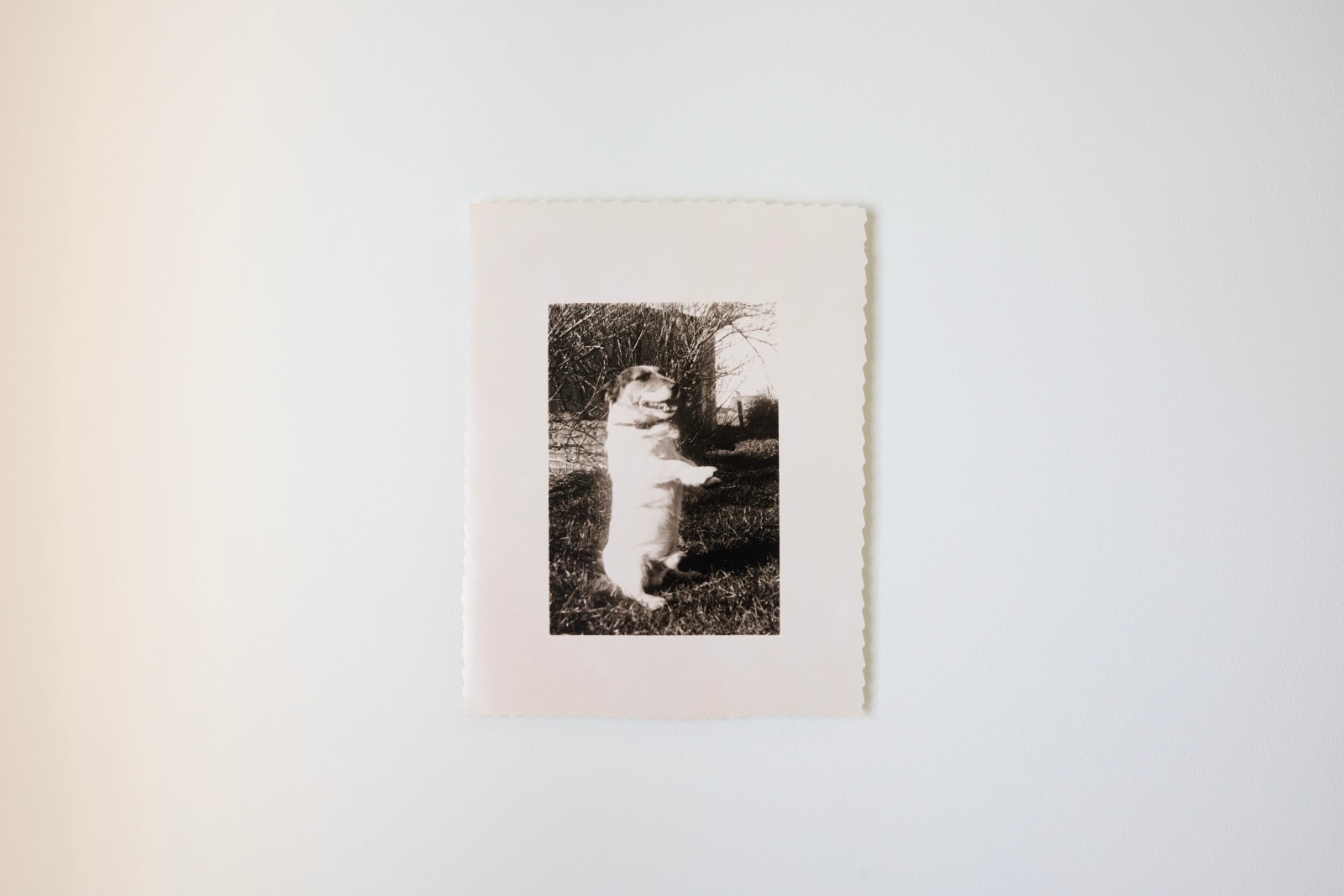 Timothy Webby, Untitled (Dog), 2025