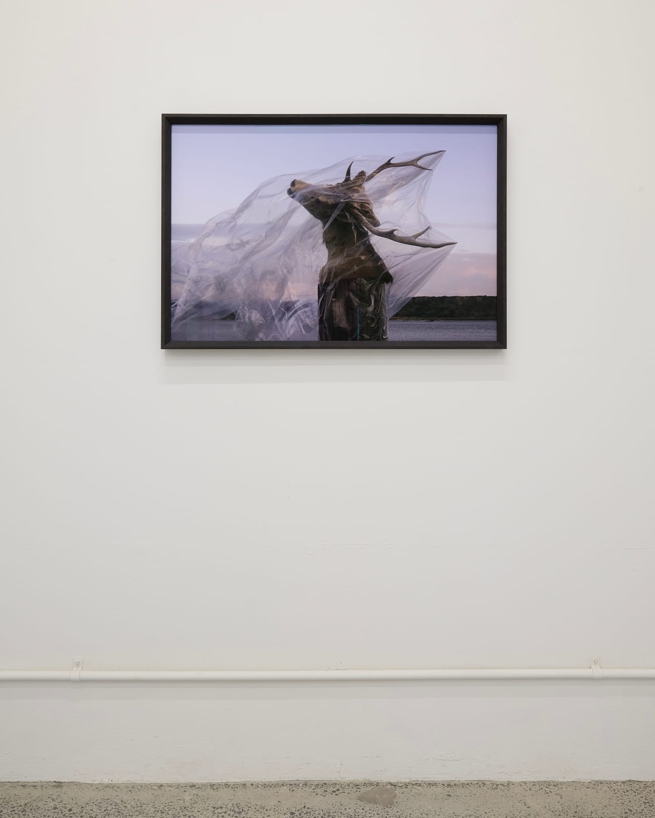 Tia Ranginui, Bag Limit , 2025