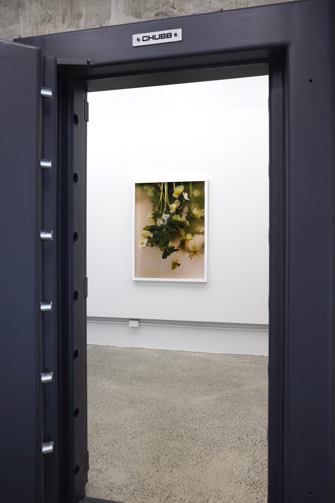 Ann Shelton, Food of injury and madness, hellebore, christe herbe, christmas rose, melampode, melampodium, black hellebore, lenten rose, 2024