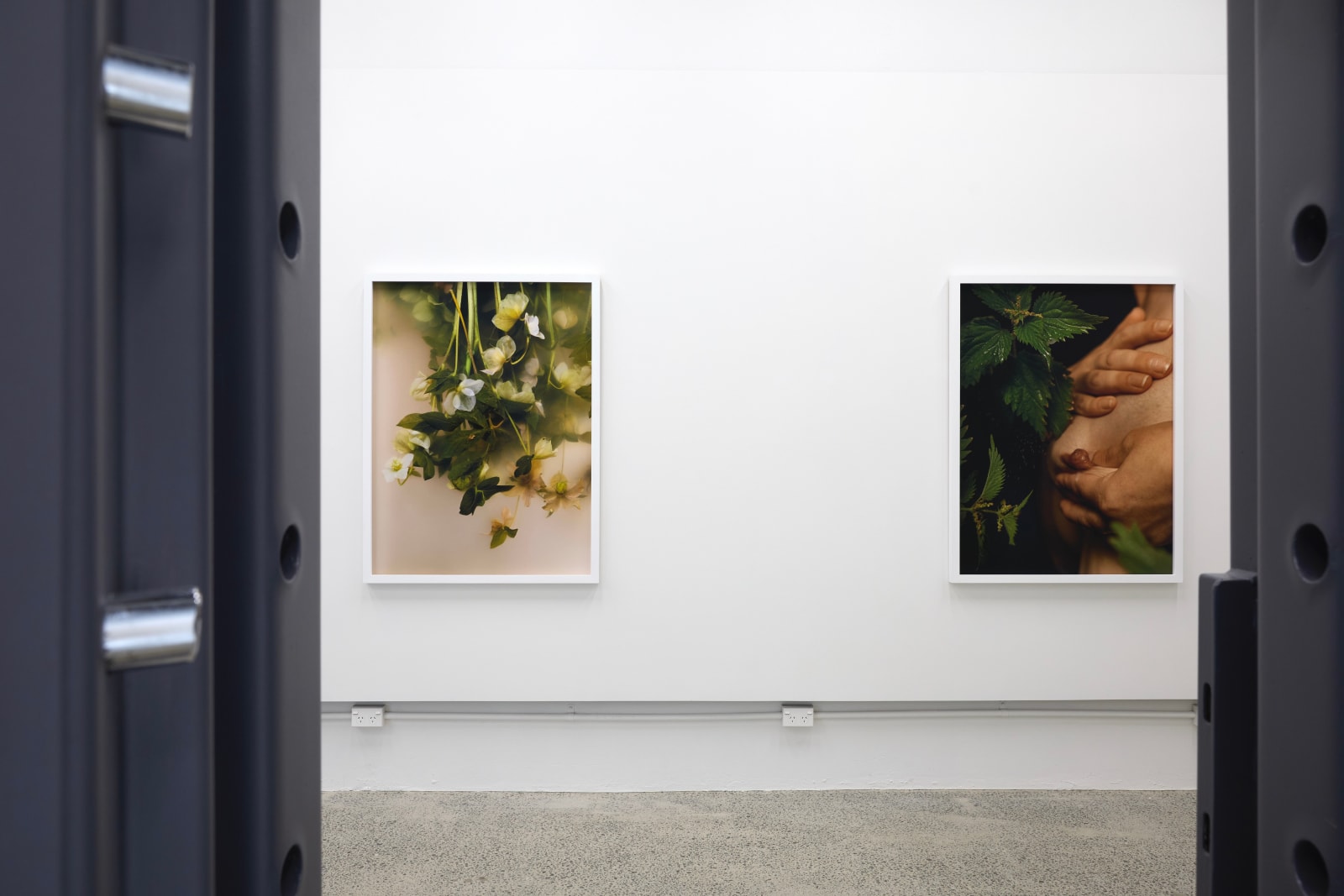 Ann Shelton, Between nettle, needle and net, (common nettle, wergulu), 2024