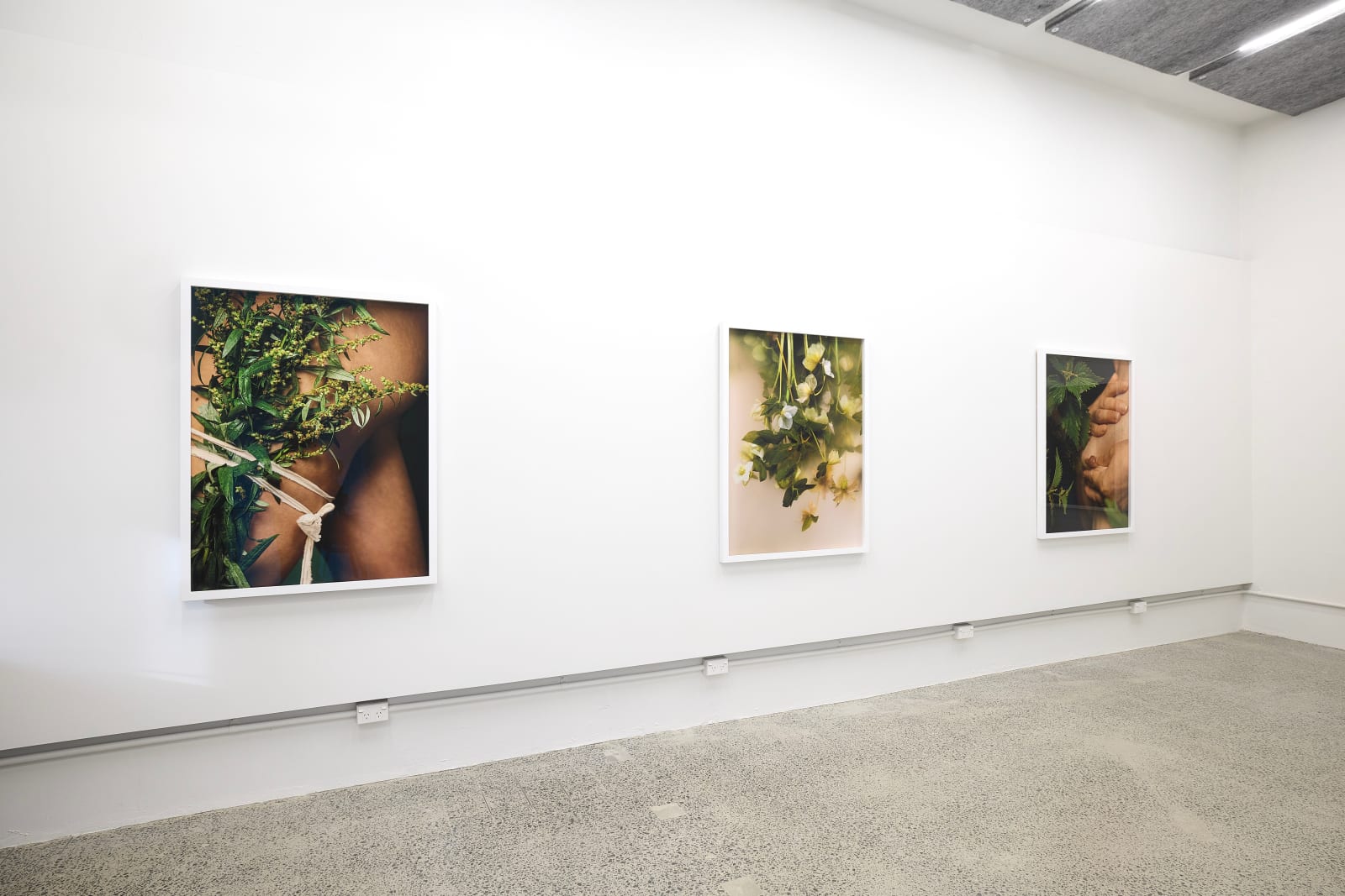 Ann Shelton, Between nettle, needle and net, (common nettle, wergulu), 2024