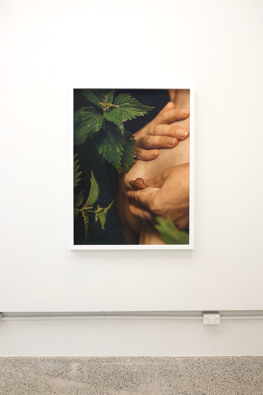 Ann Shelton, Between nettle, needle and net, (common nettle, wergulu), 2024