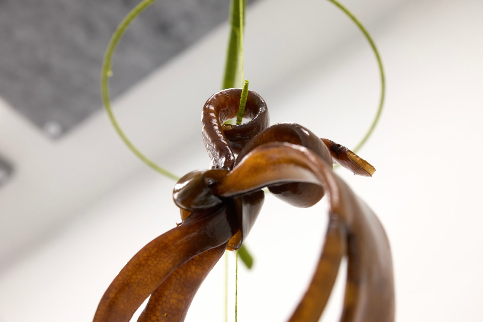 Heidi Brickell, Aorewa: Our here in perspective, 2025