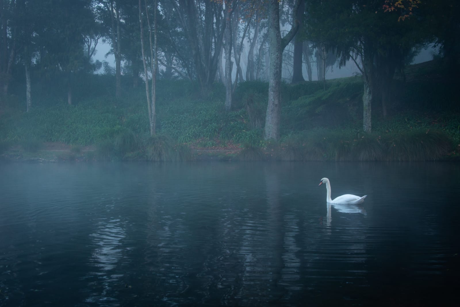 Tia Ranginui, Off Season, 2014