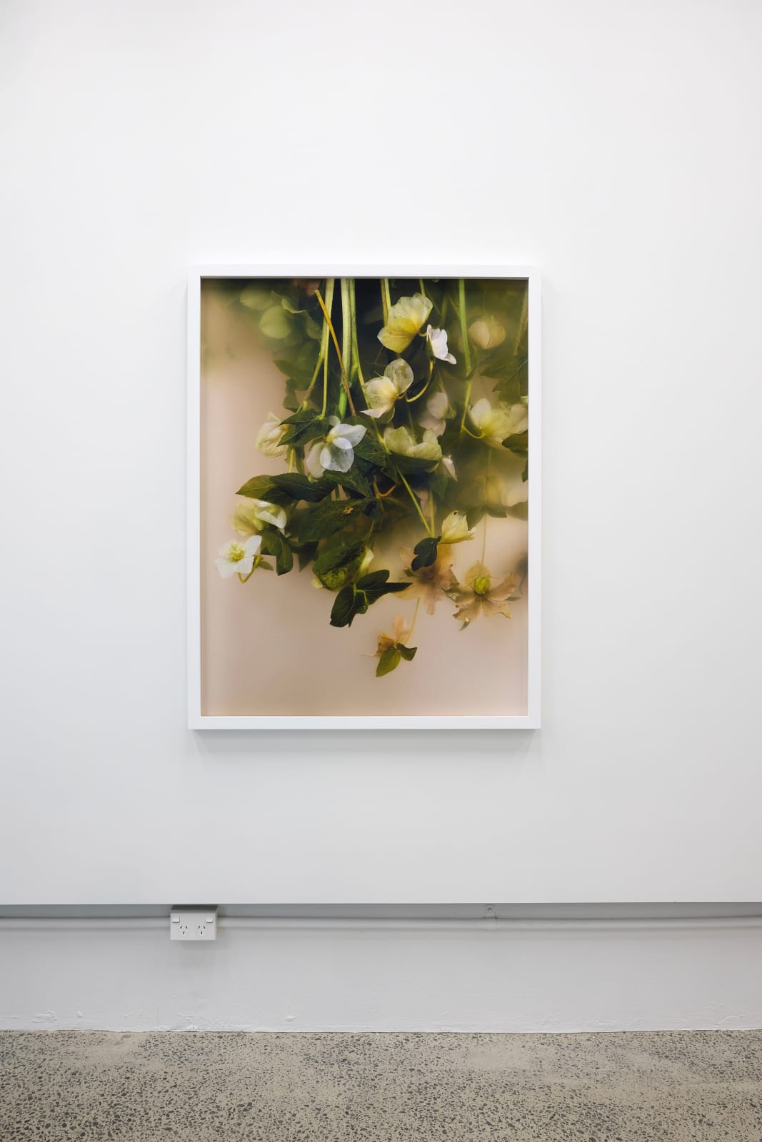 Ann Shelton, Food of injury and madness, hellebore, christe herbe, christmas rose, melampode, melampodium, black hellebore, lenten rose, 2024