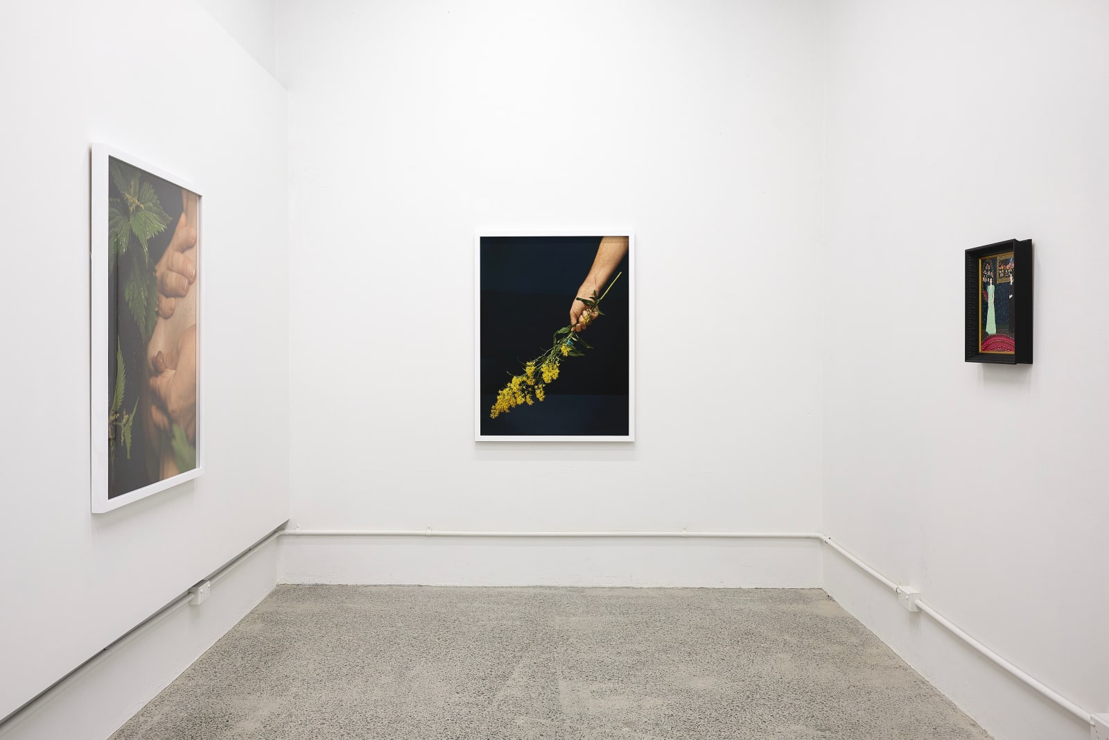 Ann Shelton, Between nettle, needle and net, (common nettle, wergulu), 2024