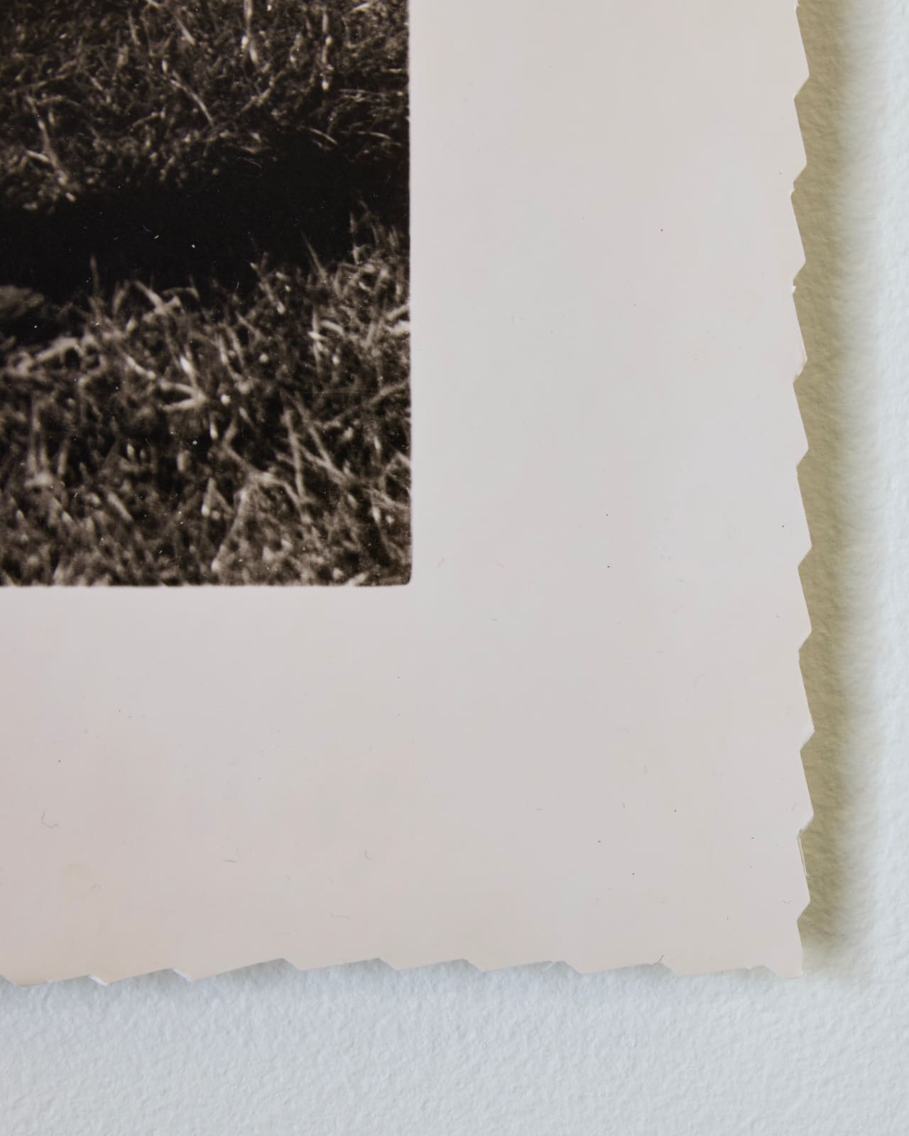 Timothy Webby, Untitled (Dog), 2025