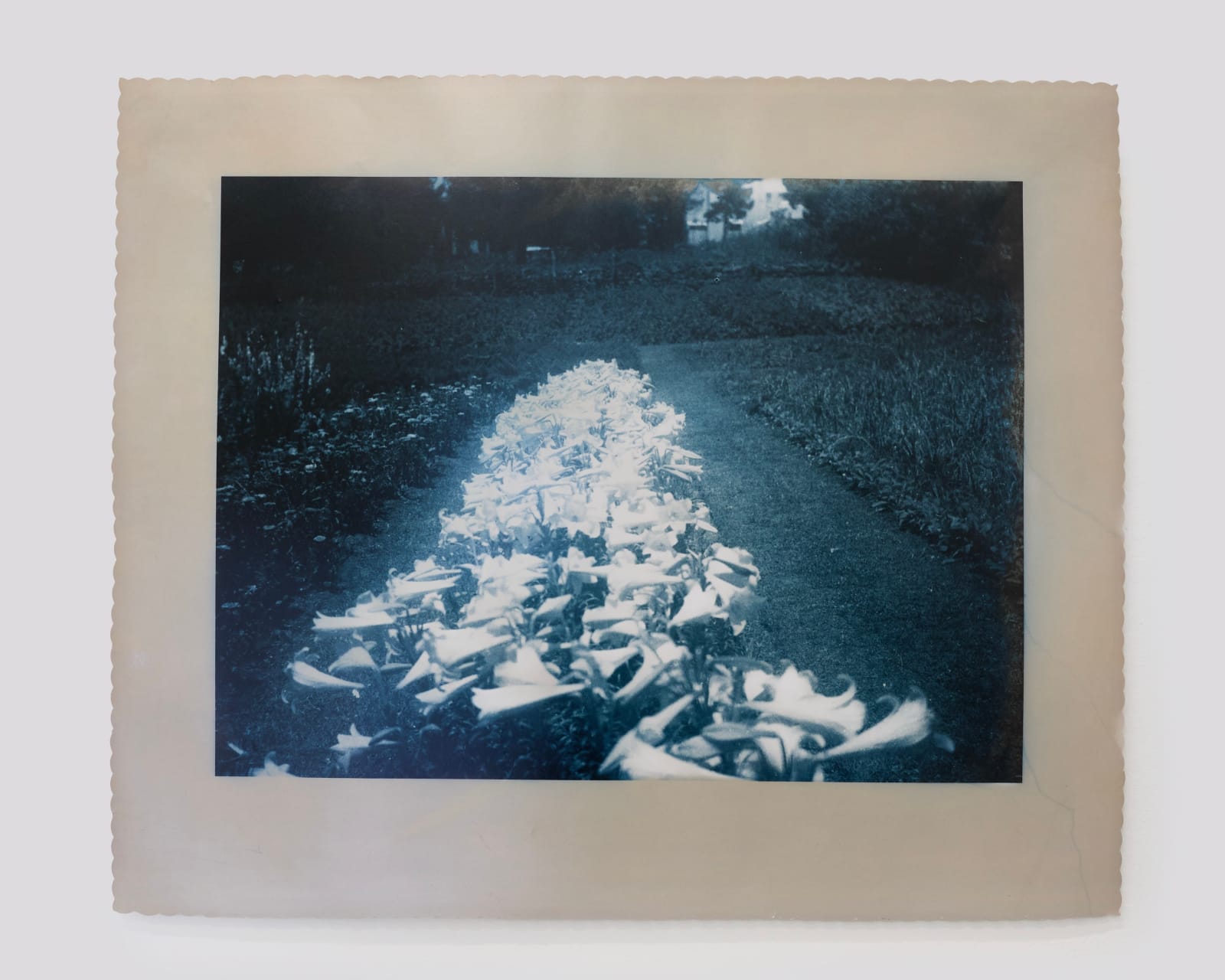 Timothy Webby, Untitled (Lilies), 2025