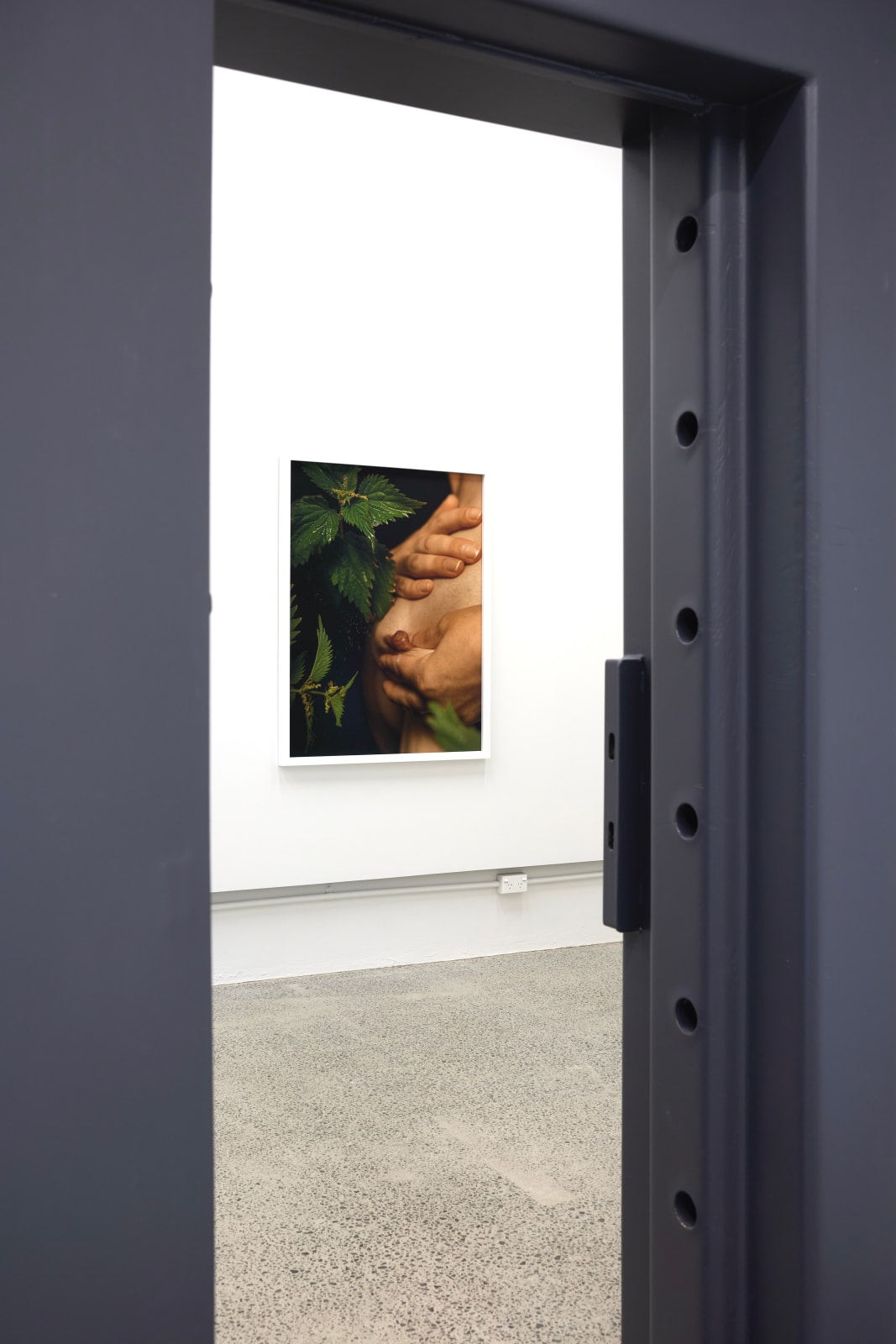 Ann Shelton, Between nettle, needle and net, (common nettle, wergulu), 2024