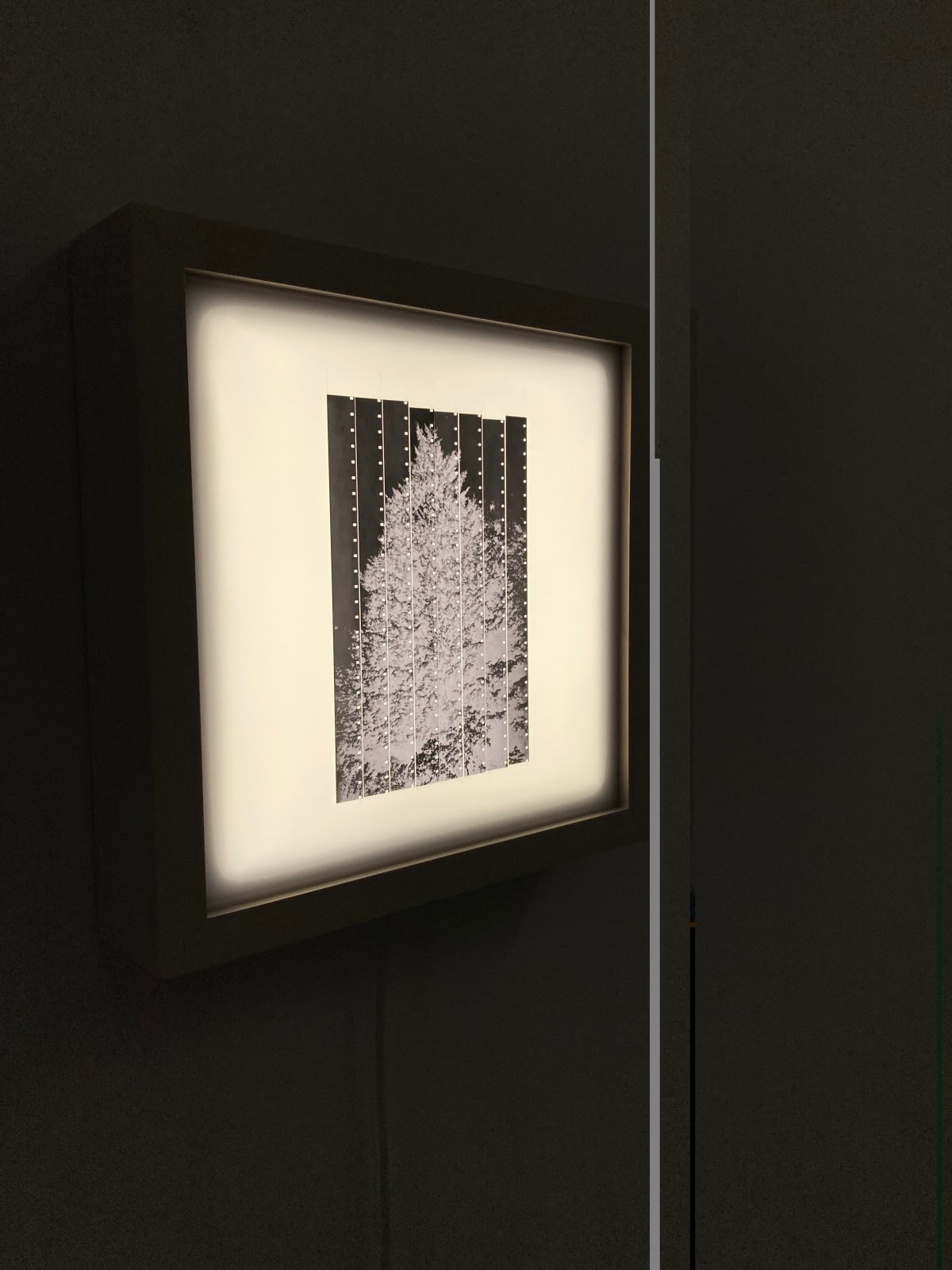 Cathy Rogers, Leylandii, 2024