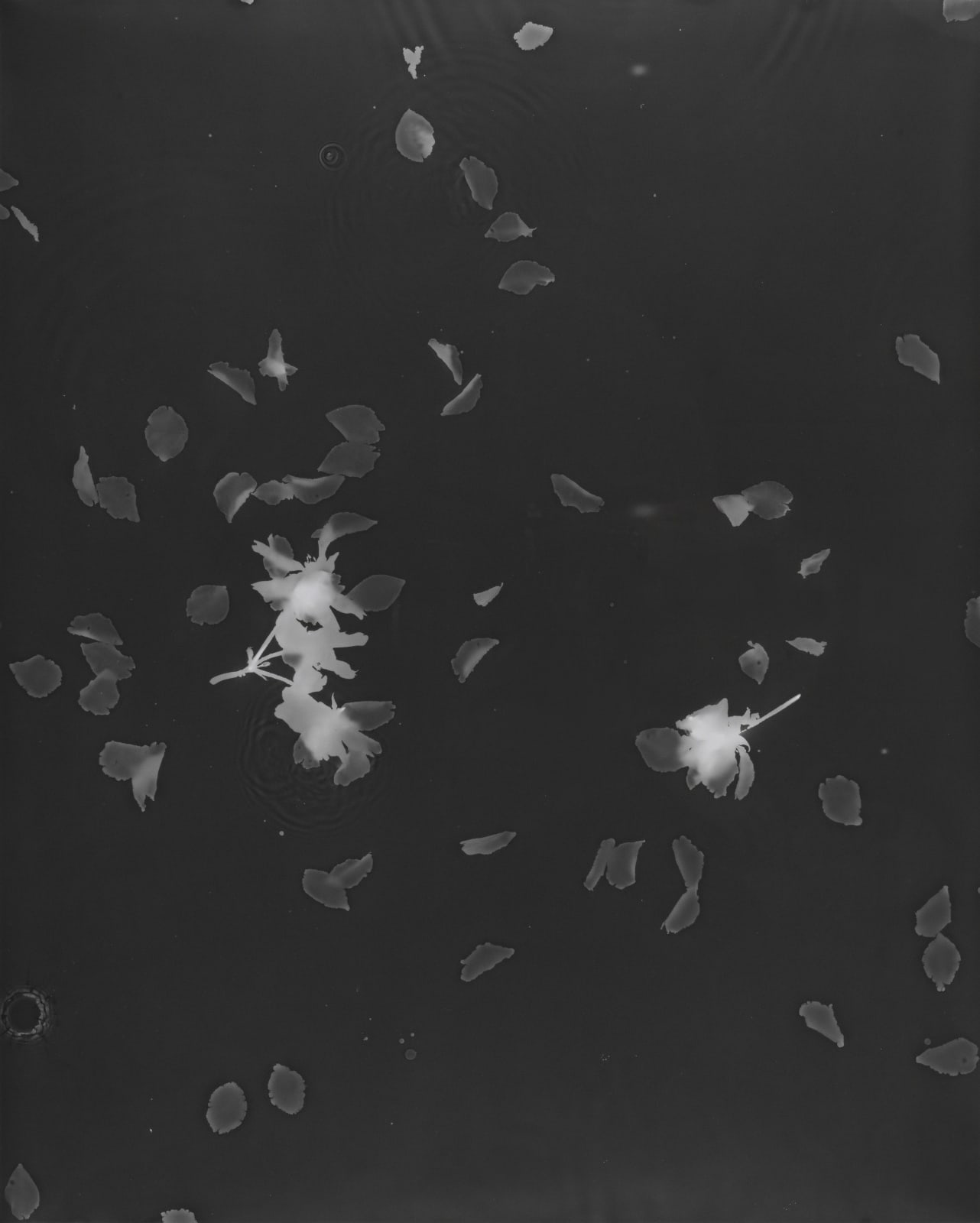 Kate Beaugié, Rain and Blossom no.1, 2018